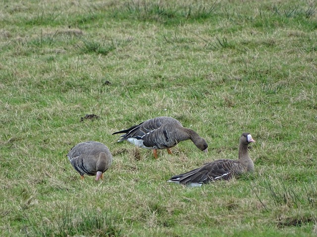 莫德里奇 莫德里奇