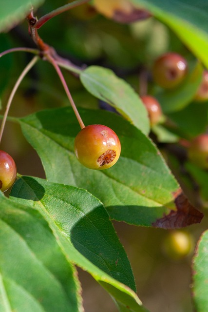 她多次战胜 她多次战胜